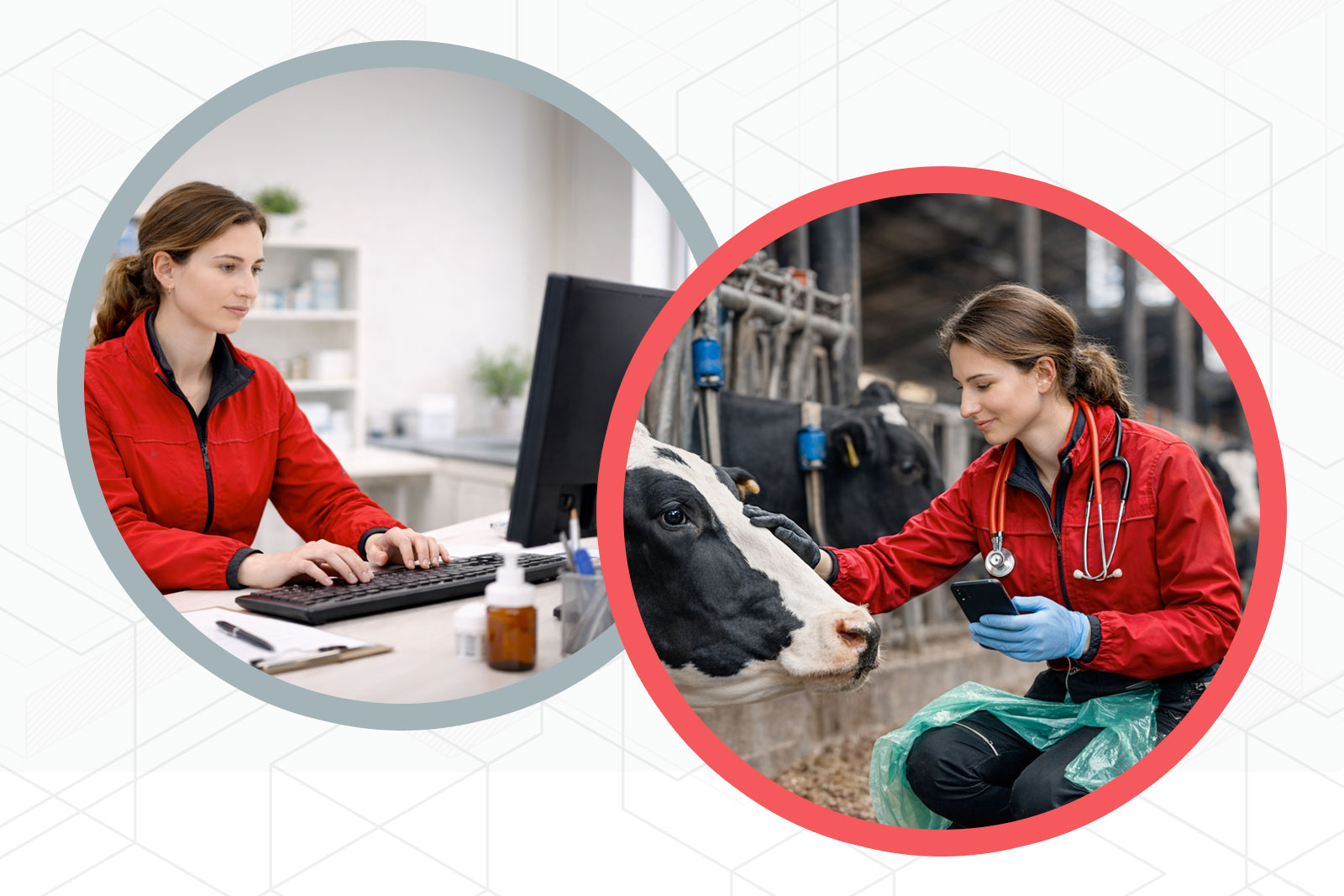 Clinic Software vs Field Software: What Bovine Vets Need